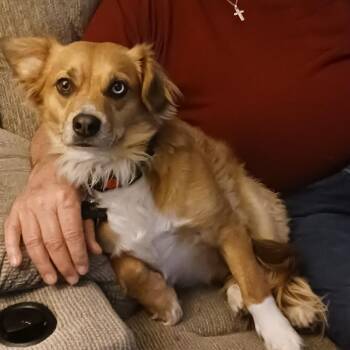 Doug -  Corgi and Mixed Breed Dog for Adoption in Tulsa, Oklahoma - Doug | PetCurious