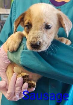 Sausage -  Cattle Dog and Mixed Breed Dog for Adoption in Kansas City, Missouri - Sausage | PetCurious