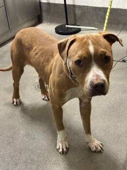 ELLIE -  Pit Bull Terrier Dog for Adoption - ELLIE | PetCurious