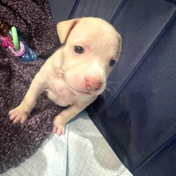 Coleman -  American Staffordshire Terrier Dog for Adoption in Northville, Michigan - Coleman | PetCurious