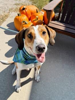 Ned -  Collie and Hound Dog for Adoption in Effingham, Illinois - Ned | PetCurious