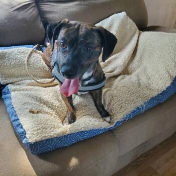 Dachshund Dogs Available for Adoption in Lexington, Kentucky - Porter | PetCurious