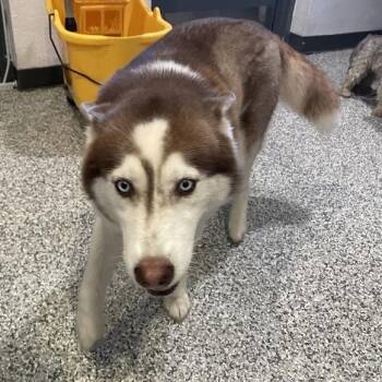 Aspen -  Husky Dog for Adoption in Port Charlotte, Florida - Aspen | PetCurious