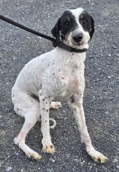 Blake -  Golden Retriever and Poodle Dog for Adoption in Malvern, Pennsylvania - Blake | PetCurious