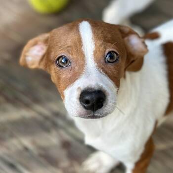 Drake -  Chihuahua and Jack Russell Terrier Dog for Adoption in Richmond, Virginia - Drake | PetCurious