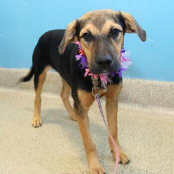 Gwynie -  Mixed Breed Dog for Adoption in Lansing, Michigan - Gwynie | PetCurious