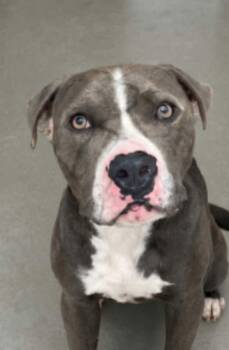 Manly -  American Staffordshire Terrier Dog for Adoption in Kingman, Arizona - Manly | PetCurious