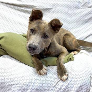 Rescue Mixed Breed Dogs for Adoption in Ukiah, California - ROO | PetCurious