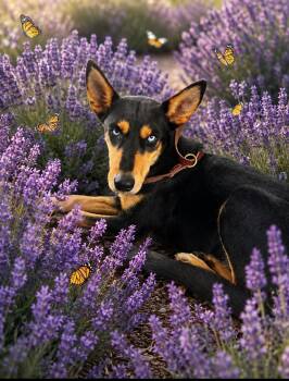SAMMIE GIRL -  German Shepherd Dog and Husky Dog for Adoption - SAMMIE GIRL | PetCurious