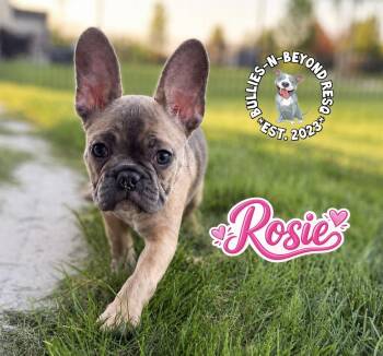 Rosie -  French Bulldog Dog for Adoption in Omaha, Nebraska - Rosie | PetCurious