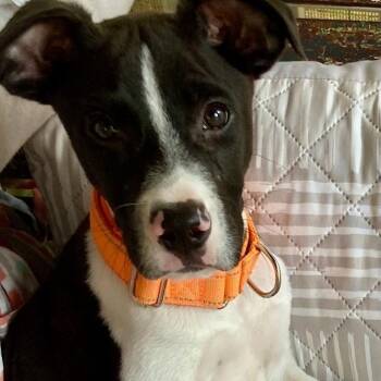 Loreto -  Terrier Dog for Adoption in San Antonio, Texas - Loreto | PetCurious