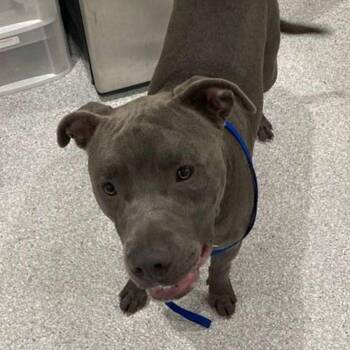 Pit Bull Terrier Dogs Available for Adoption in Lake Havasu City, Arizona - Zeus | PetCurious