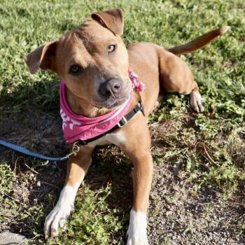 Skyla P4P -  Mixed Breed Dog Available for Adoption in Saint Joseph, Missouri - Skyla P4P | PetCurious