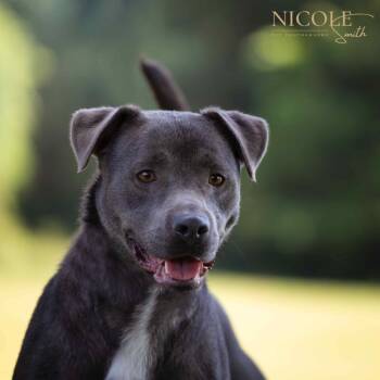 Rescue Mixed Breed Dogs for Adoption in Henderson, Kentucky - Adam | PetCurious