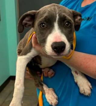 Winnie -  Terrier and Mixed Breed Dog Available for Adoption in Lampasas, Texas - Winnie | PetCurious