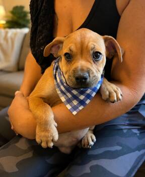 Beegie -  Pug and Chihuahua Dog for Adoption in Phoenix, Arizona - Beegie | PetCurious