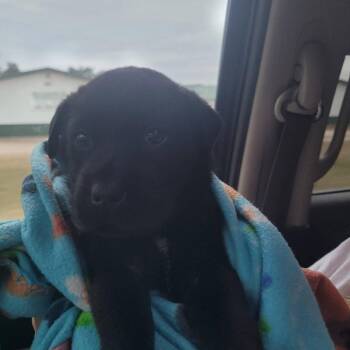 Shar Pei and Cattle Dog Dogs Available for Adoption in New London, Wisconsin - Gouda | PetCurious