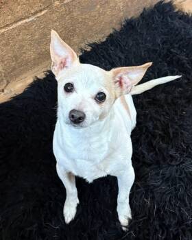 Miley -  Chihuahua Dog for Adoption in New Windsor, New York - Miley | PetCurious