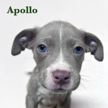 Rescue American Staffordshire Terrier Dogs for Adoption in Spring, Texas - Apollo | PetCurious