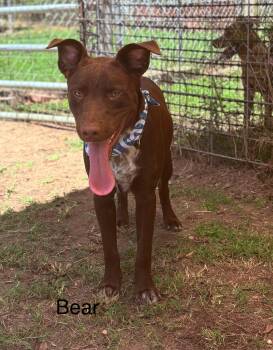 Rescue Chocolate Labrador Retriever Dogs for Adoption in Zimmerman, Minnesota - Bear | PetCurious