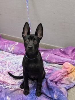 SUNSHINE -  Pit Bull Terrier and Mixed Breed Dog for Adoption in Las Vegas, Nevada - SUNSHINE | PetCurious