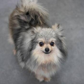 Pomeranian Dogs Available for Adoption in Peyton, Colorado - Cinderella (AP26-132) | PetCurious