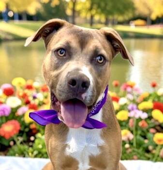 Dover -  Shepherd Dog for Adoption in Perry, Iowa - Dover | PetCurious