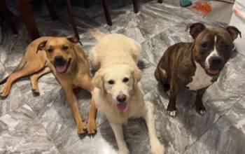 Mixed Breed Dogs Available for Adoption in Chamblee, Georgia - Ricardo - IN FOSTER | PetCurious