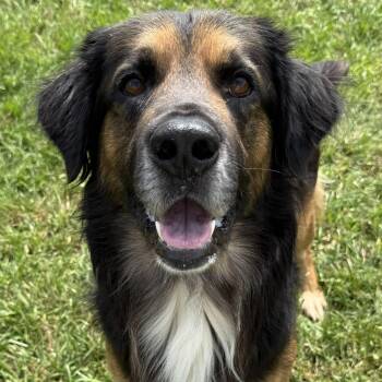 Golden Retriever and German Shepherd Dog Dogs Available for Adoption in New Canaan, Connecticut - Argiro | PetCurious
