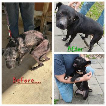 Pit Bull Terrier Dogs Available for Adoption in Lonsdale, Arkansas - Angie | PetCurious