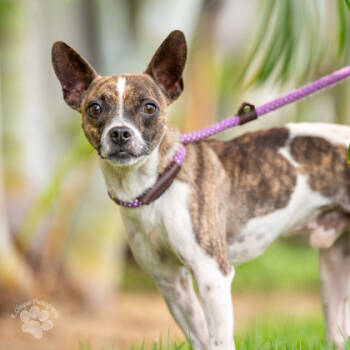 Rescue Mixed Breed Dogs for Adoption in Honolulu, Hawaii - Rickshaw | PetCurious