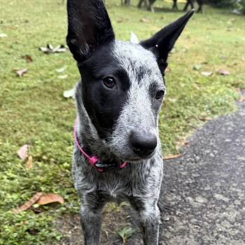 Missy -  Australian Cattle Dog Blue Heeler Dog for Adoption in Richmond, Virginia - Missy | PetCurious