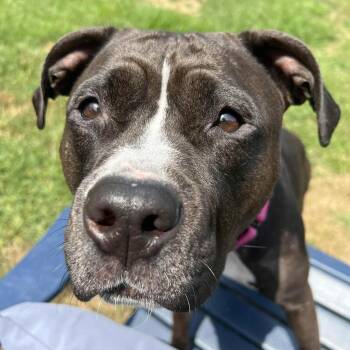 Rescue Pit Bull Terrier Dogs for Adoption in Elizabethtown, Pennsylvania - Jenna | PetCurious