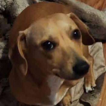 Riley Joe -  Dachshund and Mixed Breed Dog for Adoption in Olathe, Kansas - Riley Joe | PetCurious