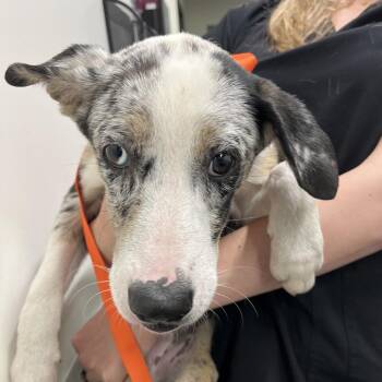 Catahoula Leopard Dog and Husky Dogs Available for Adoption in Tampa, Florida - Izzie | PetCurious