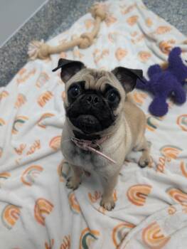 Loca -  Pug Dog for Adoption in Angola, Indiana - Loca | PetCurious