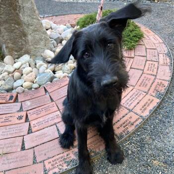Mixed Breed Dogs Available for Adoption in Cheyenne, Wyoming - Zuri | PetCurious