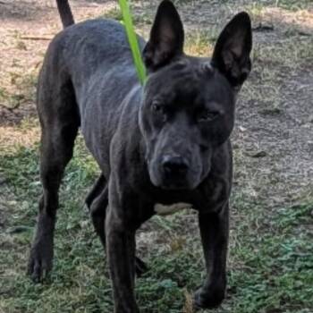 Mano -  Shepherd and Pit Bull Terrier Dog for Adoption in Petersburg, Virginia - Mano | PetCurious