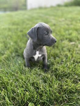 Pit Bull Terrier Dogs Available for Adoption in Salisbury, Maryland - Bank Shot | PetCurious