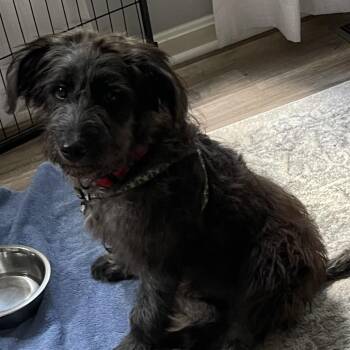 Arlo -  Standard Poodle and Standard Schnauzer Dog for Adoption in Silver Spring, Maryland - Arlo | PetCurious
