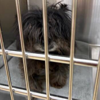 Mixed Breed Dogs Available for Adoption - Chewbacca | PetCurious