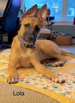 Lola -  German Shepherd Dog and Belgian Shepherd Malinois Dog for Adoption in Huntingtown, Maryland - Lola | PetCurious