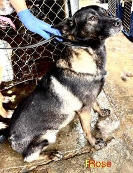 Rose -  Alaskan Malamute and Shepherd Dog for Adoption in Fallbrook, California - Rose | PetCurious