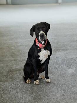 Rescue Great Dane Dogs for Adoption in San Diego, California - Layla | PetCurious