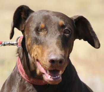 Prima -  Doberman Pinscher Dog for Adoption in Tehachapi, California - Prima | PetCurious