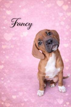 Boxer Dogs Available for Adoption - Fancy | PetCurious