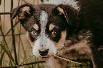 Gone for the Day -  Australian Shepherd Dog for Adoption in Waunakee, Wisconsin - Gone For The Day | PetCurious