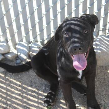 Hunter -  Labrador Retriever Dog for Adoption in Yucca Valley, California - Hunter | PetCurious