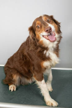 Rescue Australian Shepherd Dogs for Adoption in Amherst, Ohio - DIESEL | PetCurious