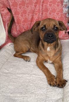 Pekingese and Beagle Dogs Available for Adoption in Baton Rouge, Louisiana - Buttercup  | PetCurious